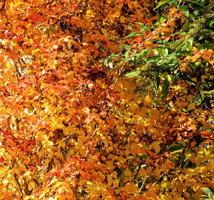 Blätter Herbst